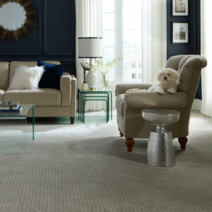 Puppy on couch | Tom's Carpet & Flooring Outlet