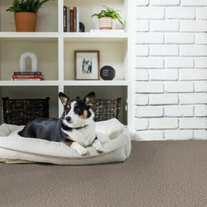 Carpet floor | Tom's Carpet & Flooring Outlet