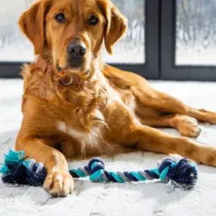 Dog on carpet | Tom's Carpet & Flooring Outlet