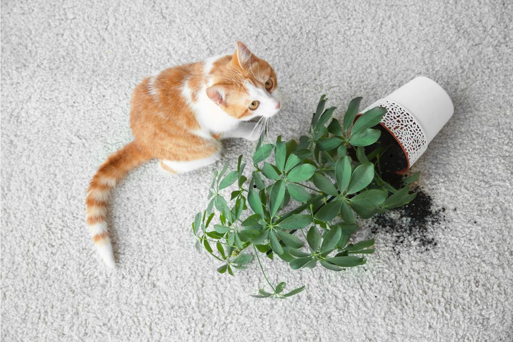 Carpet care | Tom's Carpet & Flooring Outlet